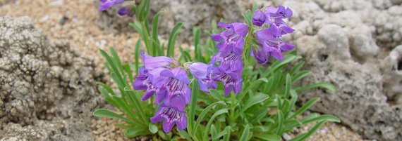 Penstemon